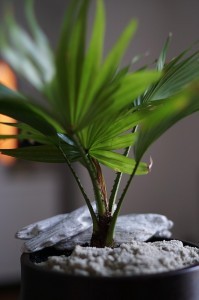 potted-plant-918779_640-199x300