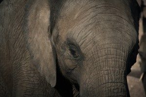 elephant-670645_960_720-300x200